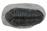 Prone Phacopid (Drotops) Trilobite - Mrakib, Morocco #235698-1